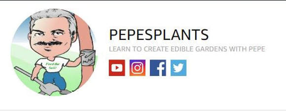 Mastering Dragon Fruit: Growing Tips, Varieties, and Culinary Inspiration